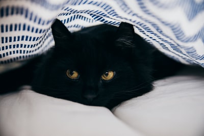 孟买猫特写